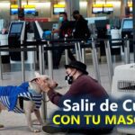 Sabes cómo salir de Cuba con tu mascota Te explicamos cp