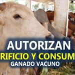 Aprueban en Cuba sacrificio y consumo de ganado vacuno