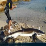 Pescadores cubanos Capturan en Cuba tiburón de más de 2 metros
