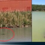 Alertan a migrantes sobre cocodrilos en el Río Bravo