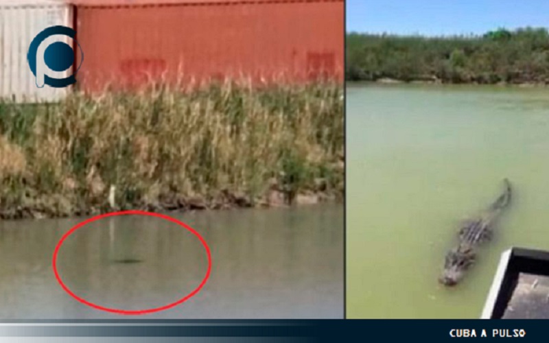 Alertan a migrantes sobre cocodrilos en el Río Bravo