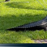 Aumentan los avistamientos de caimanes en la Florida