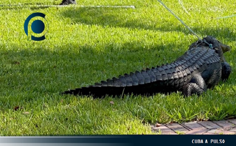 Aumentan los avistamientos de caimanes en la Florida