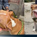 Pitbull Ronni, perrito atacado en Cuba, ya se encuentra recuperado CP