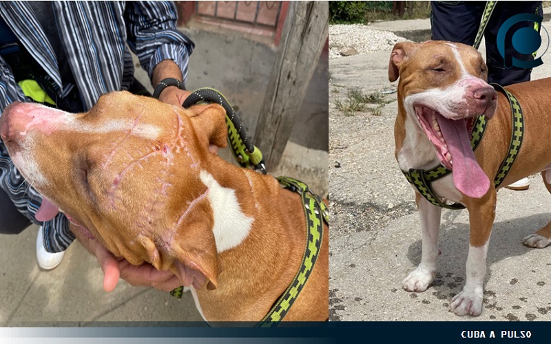 Pitbull Ronni, perrito atacado en Cuba, ya se encuentra recuperado CP