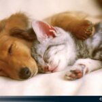 Cómo registrar a tu mascota en Cuba Te explicamos