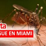 Miami-Dade en alerta de dengue
