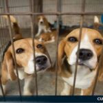 Cuatro mil perros destinados a experimentos fueron rescatados en EEUU
