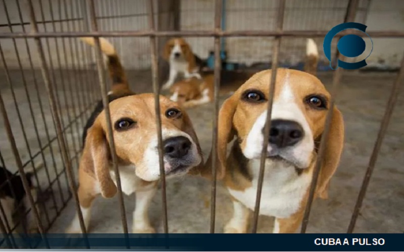Cuatro mil perros destinados a experimentos fueron rescatados en EEUU