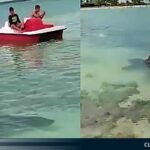 tiburones en Cuba 1