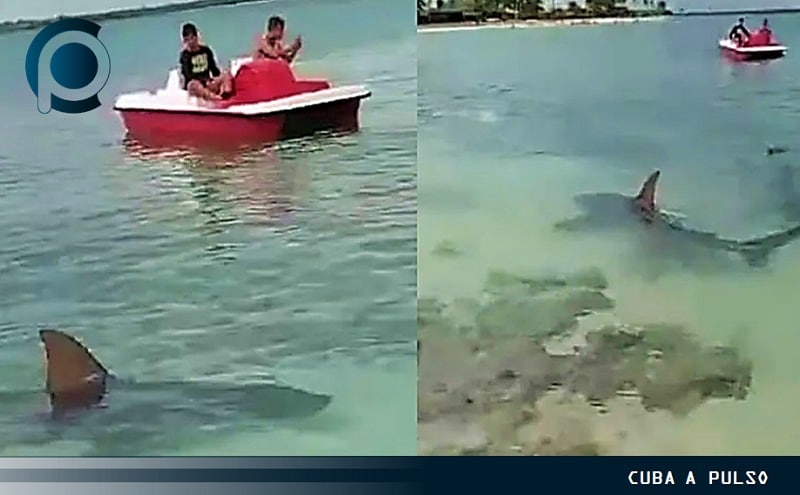 tiburones en Cuba 1