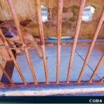 Informa MINSAP sobre incidente con perro rabioso en el Cotorro, La Habana