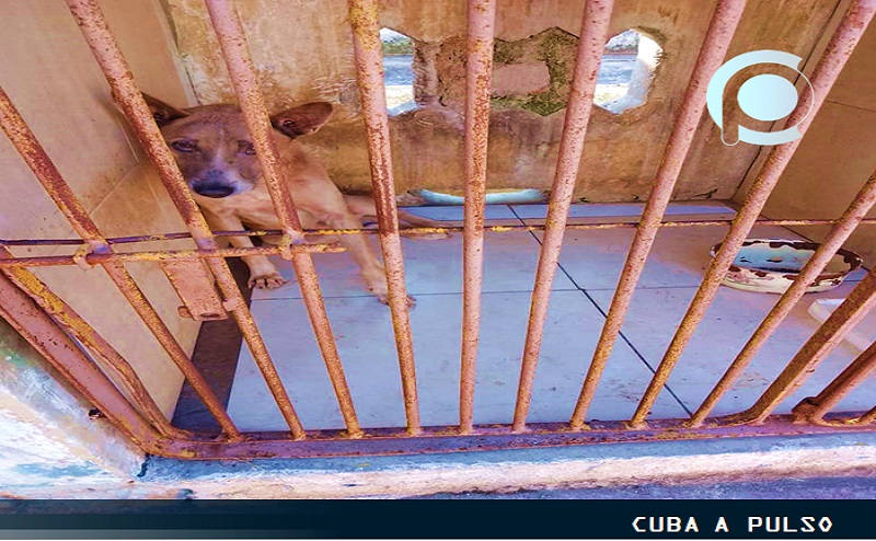 Informa MINSAP sobre incidente con perro rabioso en el Cotorro, La Habana