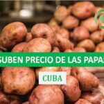 Establecen precios más altos para la venta regulada de papa en Cuba