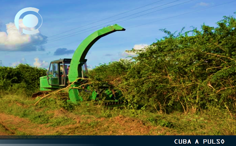 marabú proyecto donaciones cuba