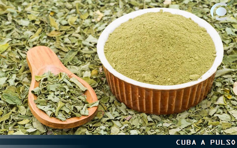 moringa