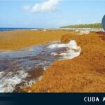 Alertan nueva llegada de sargazo en las costas cubanas