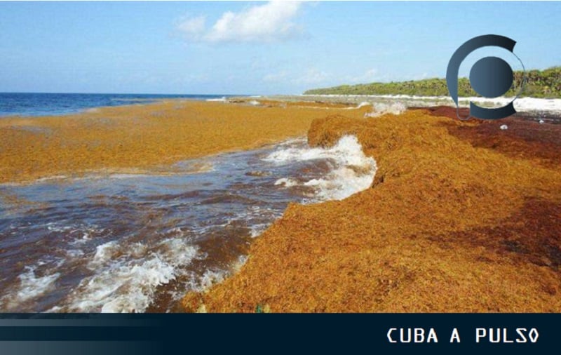 Alertan nueva llegada de sargazo en las costas cubanas