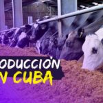 Empresa vietnamita ViMariel S.A abrirá proyecto en Cuba para la producción de pienso