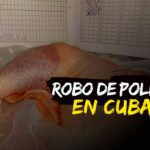 Robo de toneladas de pollo en Cuba